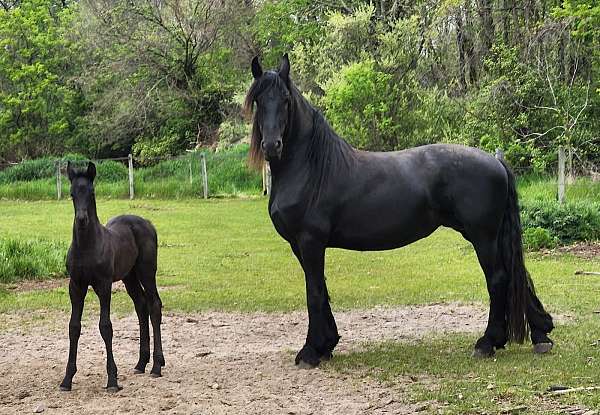 dressage-warmblood-horse