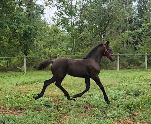 12-hand-warmblood-horse