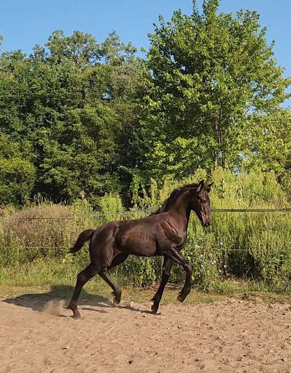athletic-colt-friesian-horse