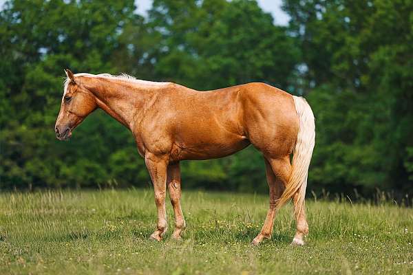 athletic-quarter-horse