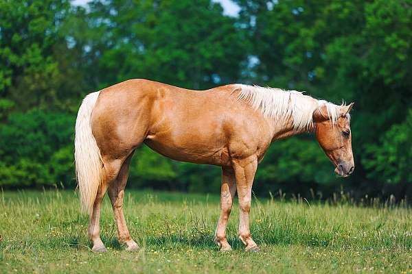 calf-roping-quarter-horse