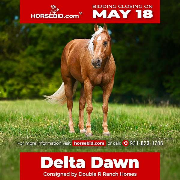 all-around-quarter-horse