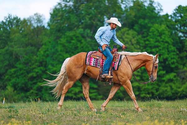 flashy-quarter-horse