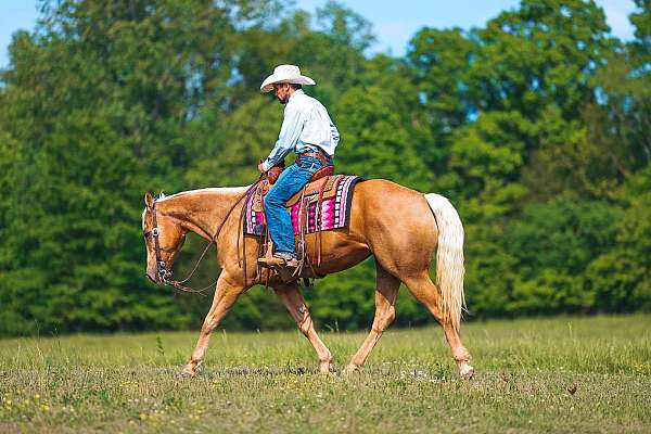husband-safe-quarter-horse