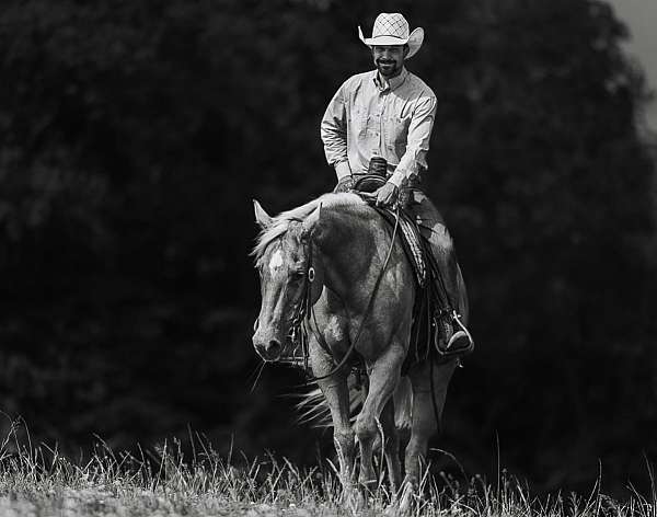 performance-quarter-horse