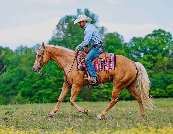 ranch-quarter-horse