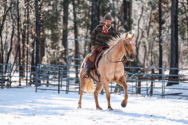 ranch-work-quarter-horse