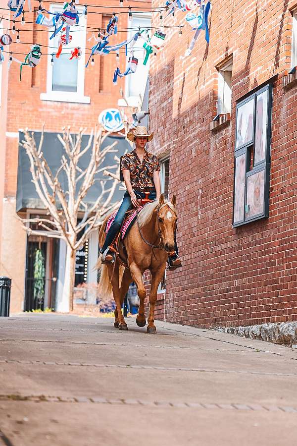 show-quarter-horse