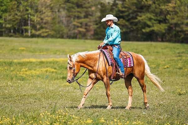 western-riding-quarter-horse