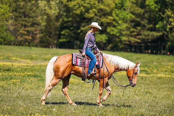 working-cattle-quarter-horse