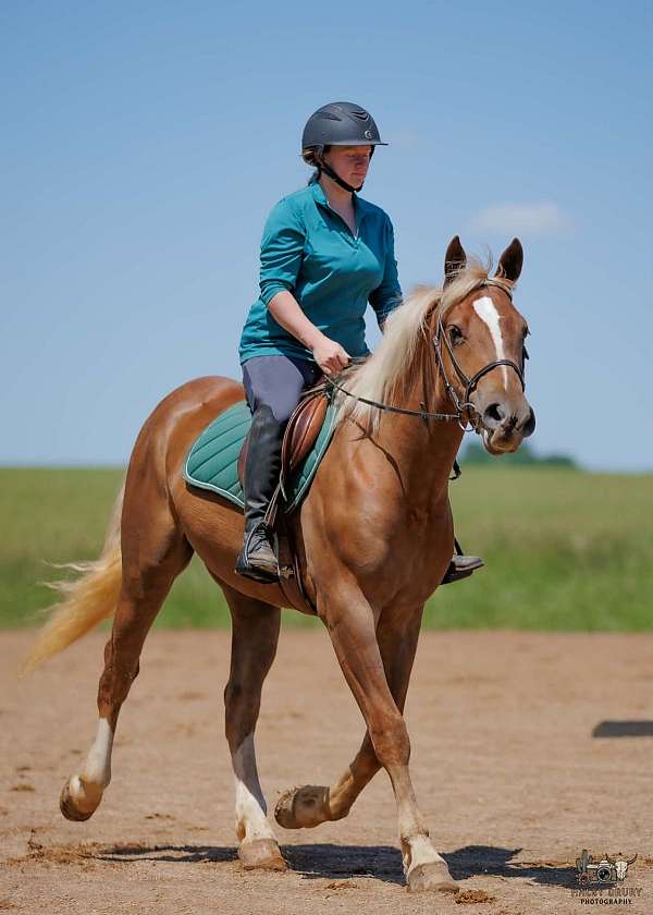 athletic-belgian-horse