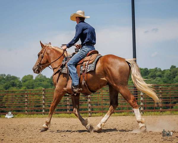 cross-belgian-horse