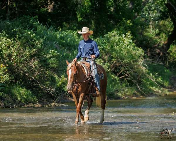 draft-belgian-horse