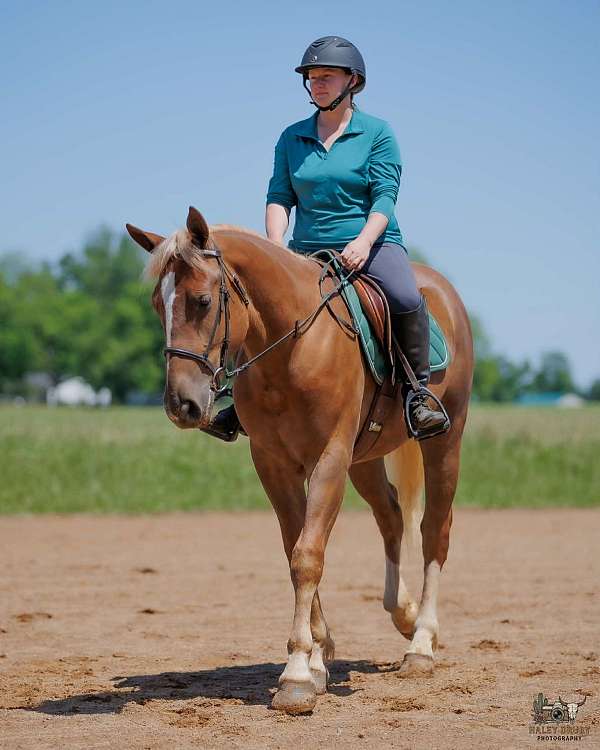 flashy-belgian-horse