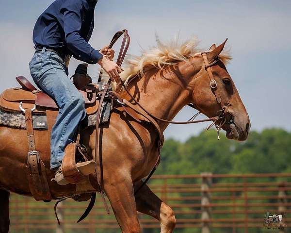 jumping-belgian-horse