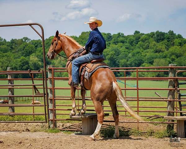 hunter-jumper-belgian-horse