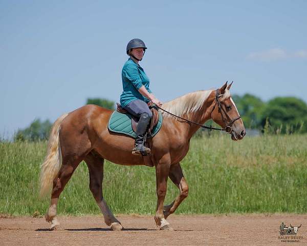 ranch-belgian-horse