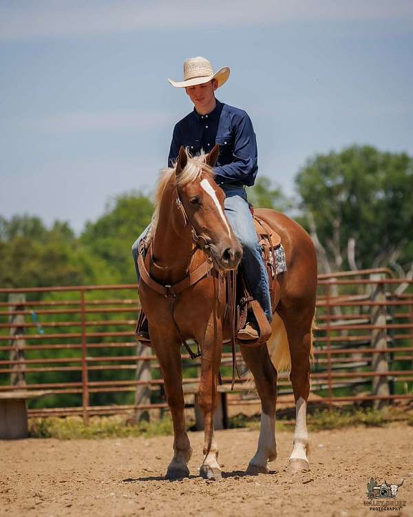 ranch-work-belgian-horse