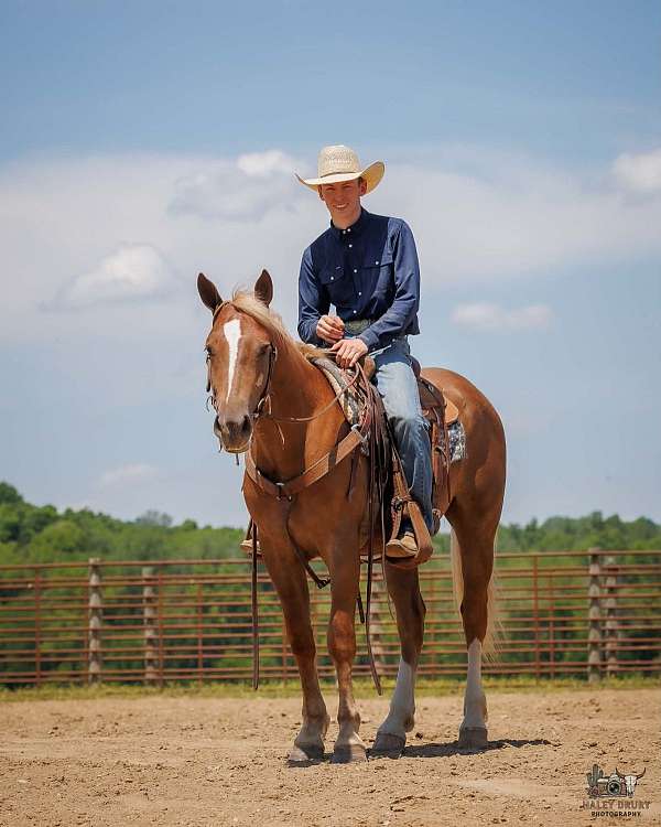 ridden-english-belgian-horse