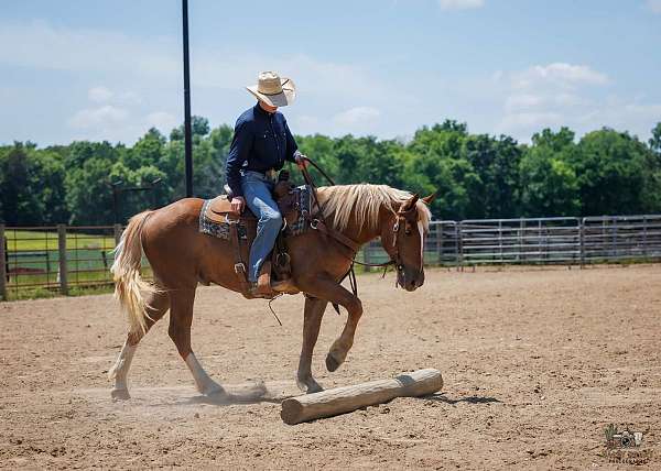 ridden-western-belgian-horse