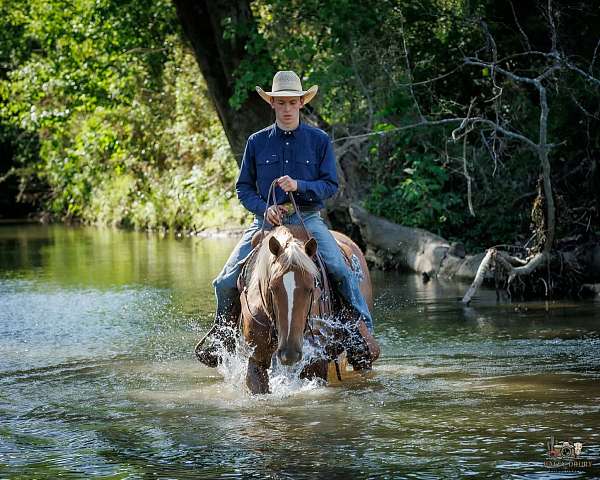trail-belgian-horse