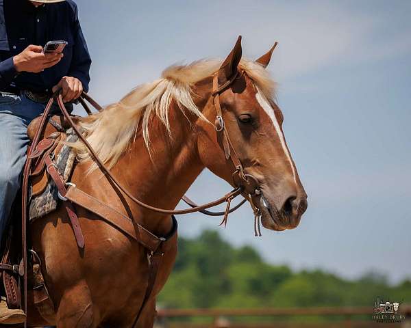 trail-riding-belgian-horse