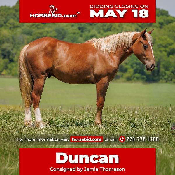 all-around-belgian-horse