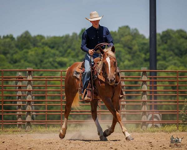 working-cattle-belgian-horse