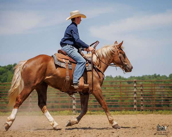 youth-belgian-horse