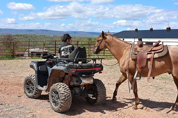 barrel-quarter-horse
