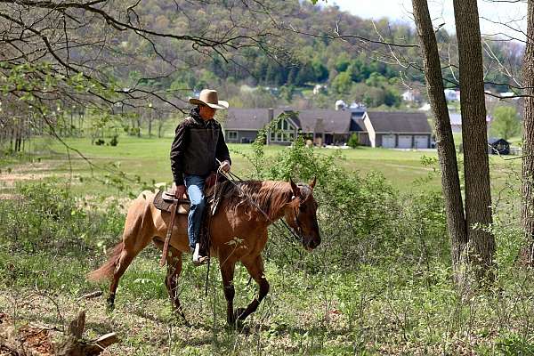 athletic-quarter-horse