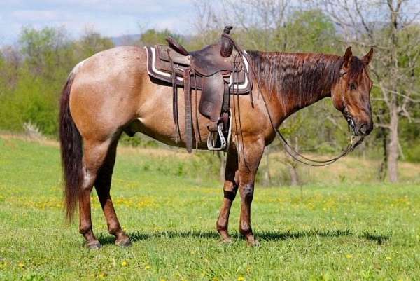 barrel-racing-quarter-horse