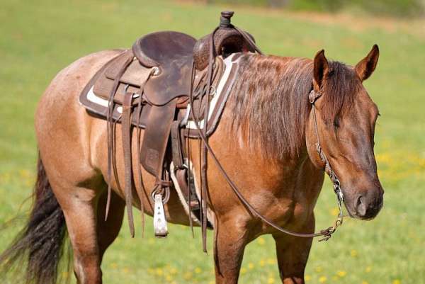 performance-quarter-horse