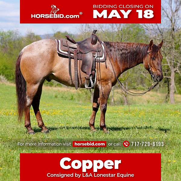all-around-quarter-horse