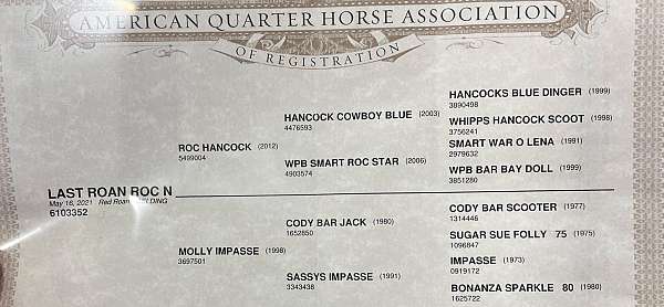 ranch-quarter-horse