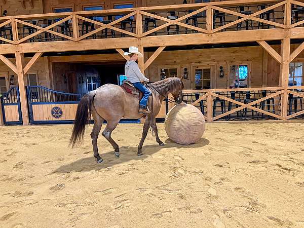 ranch-versatility-quarter-horse