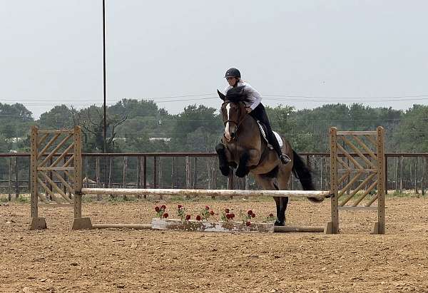 athletic-draft-horse