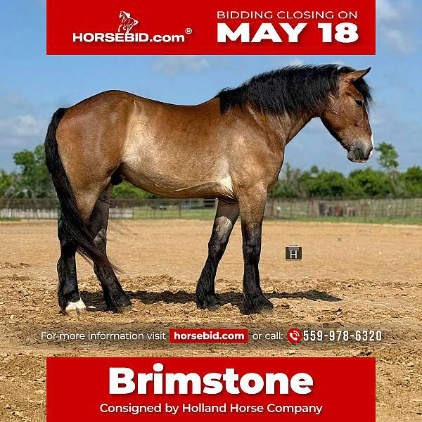 all-around-draft-horse