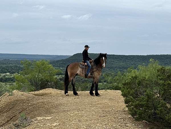 draft-horse