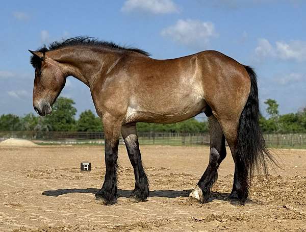 ranch-draft-horse