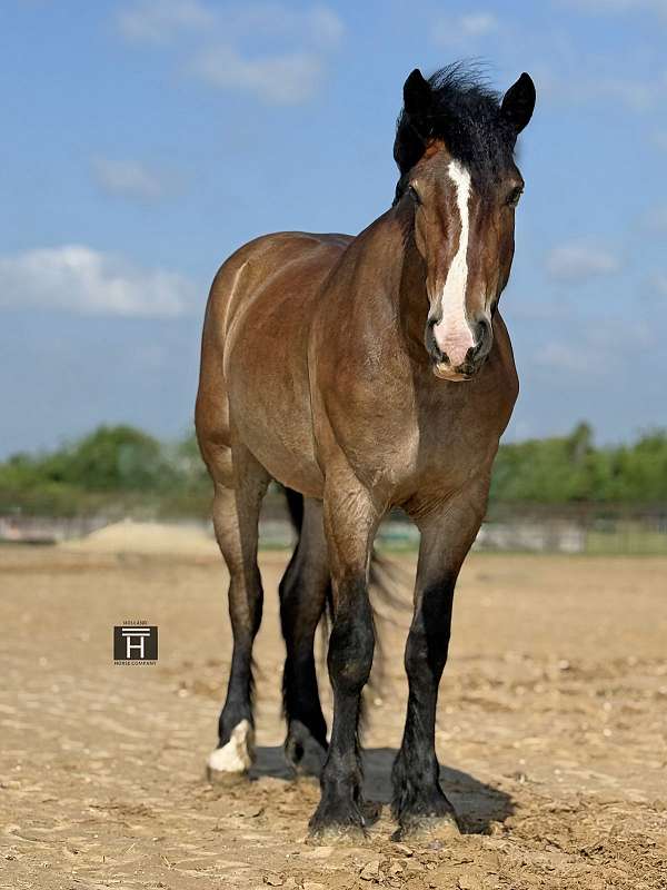 ridden-english-draft-horse