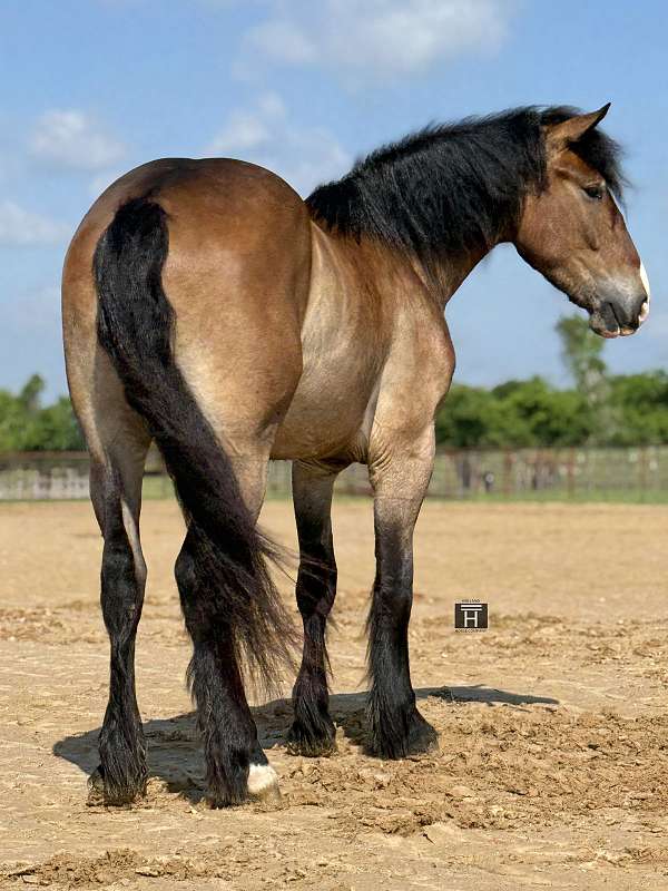 ranch-work-draft-horse