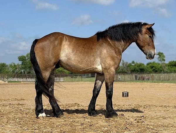 ridden-western-draft-horse