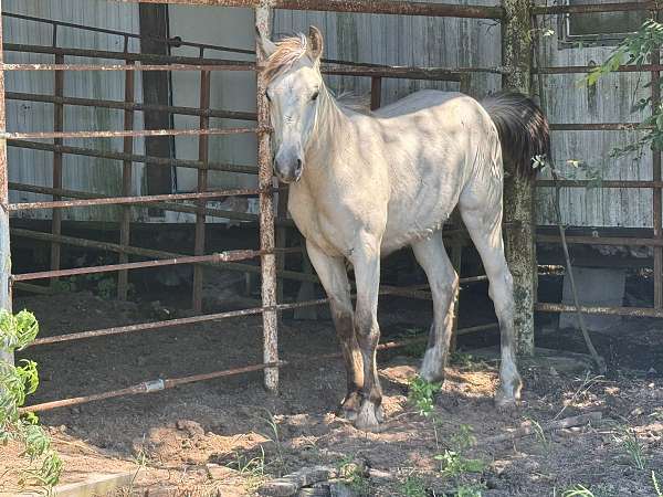gypsy-vanner-horse-for-sale