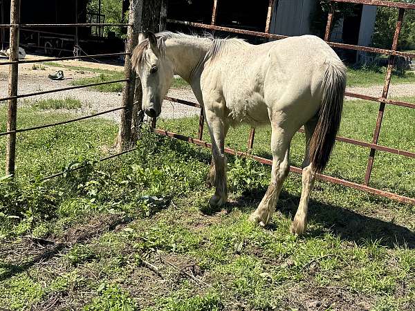 gypsy-vanner-filly