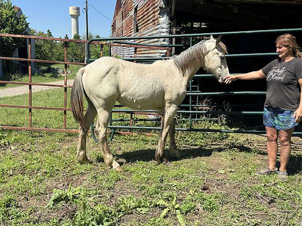 filly