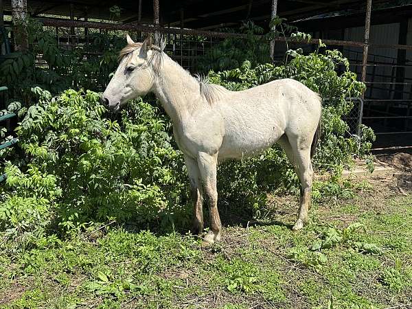 athletic-quarter-horse