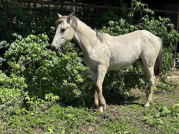 ranch-quarter-horse