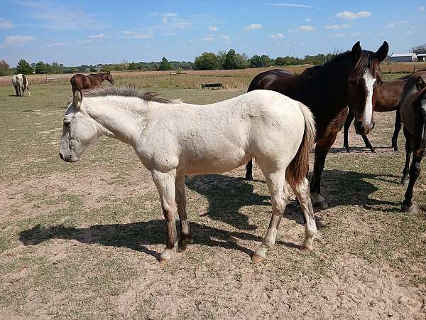 working-quarter-horse
