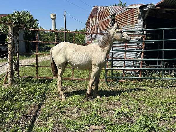 halter-quarter-horse
